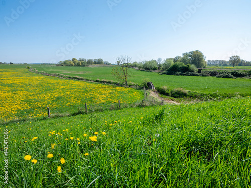 Obraz na płótnie meadows and yellow buttercups in meadows near wijk bij duurstede in holland w salonie