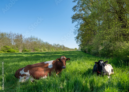 spotted cows in green grassy meadow near forest in centre of the netherlands under blue sky in spring