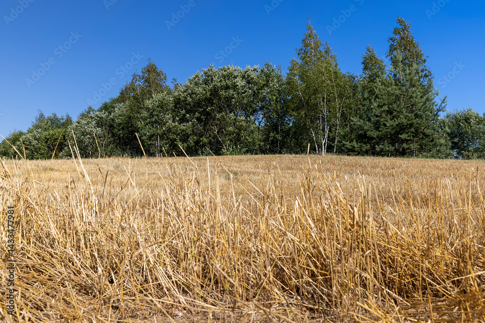 stubble from wheat after harvesting, straw and stubble that remained after harvesting cereals in sunny weather, landscape photography