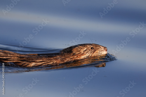 Close-up of a muskrat swimming in the calm water with reflection on a spring sunny evening, perpendicular to the camera lens, and holding a stick to build a house.	
