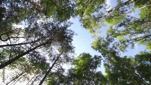 Tall trees in a forest under a blue sky on sunny day bottom wide angle view
