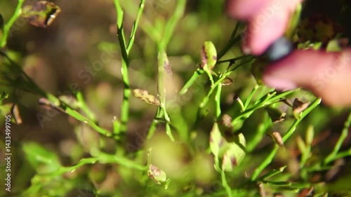 Single wild black bilberry close-up and female hand picks it

