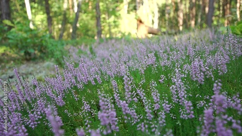 Meadow of wild pink flowers in a forest panorama with shallow depth of field
