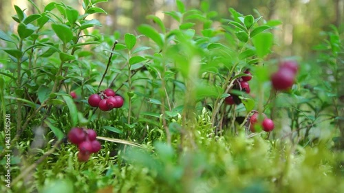 Wild lingonberries growing in a wood low below the ground close-up shot
