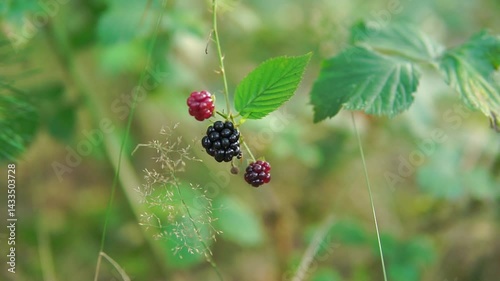 Wild blackberries one ripe and two still growing close-up in a forest 
