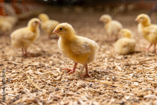 small yellow chickens in fluff at a poultry farm, sawdust litter on which broiler chickens live