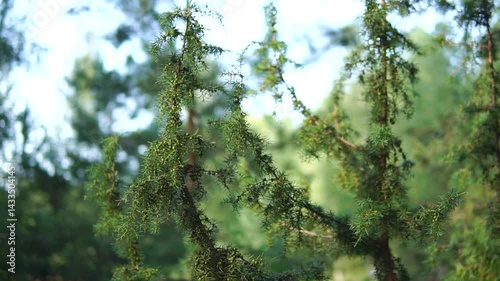 Juniper tree in a forest close-up fly-by shot with shallow depth of field
