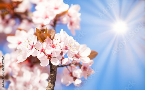 Beautiful blooming cherry tree with flowers in full bloom on blue sky and sun background. White cherry blossom. Garden, mother's, woman's day, Easter, spring holiday. Copy space, empty place.
