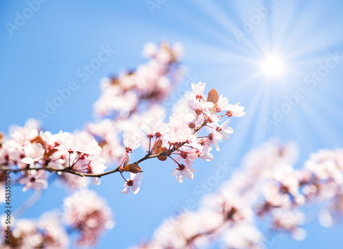 Beautiful blooming cherry tree with flowers in full bloom on blue sky and sun background. White cherry blossom. Garden, mother's, woman's day, Easter, spring holiday. Copy space, empty place.