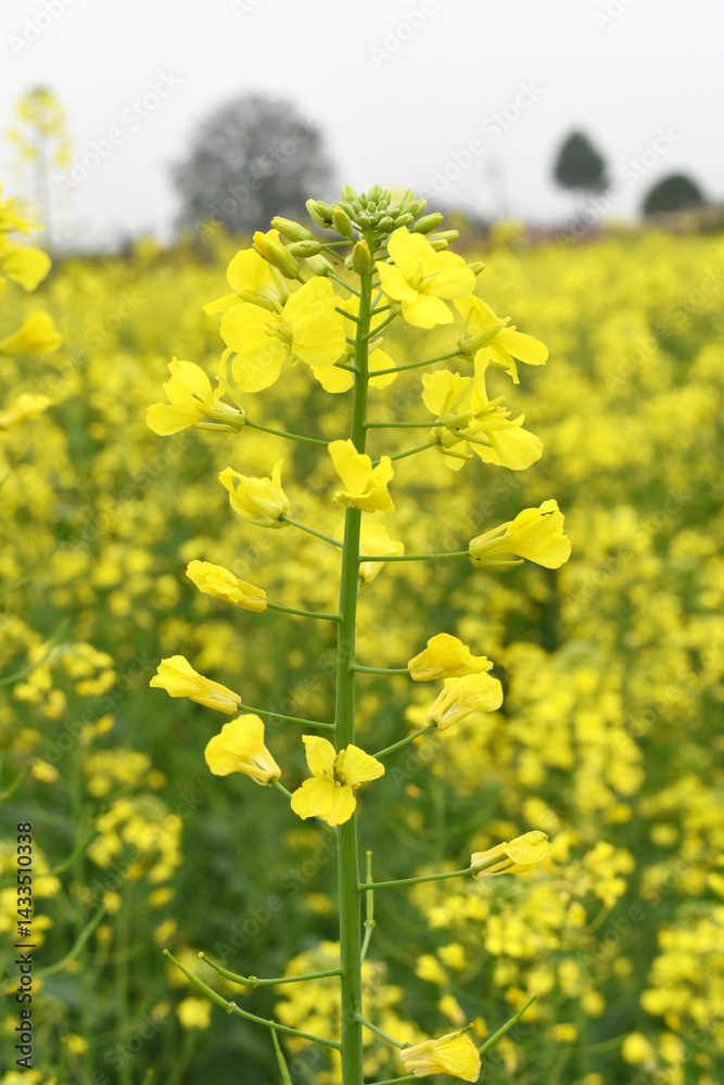 Obraz premium Mustard flower field is full blooming, yellow mustard field landscape industry of agriculture, mustard flowers closeup photo, Oil seed crop cultivation in Pakistan, Full Blooming Yellow Mustard Flower