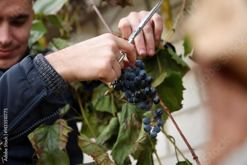 Obraz na płótnie Man harvesting red grapes in vineyard using pruning scissors, close-up of hands with ripe fruit and soil background, winemaking concept. Close up w salonie