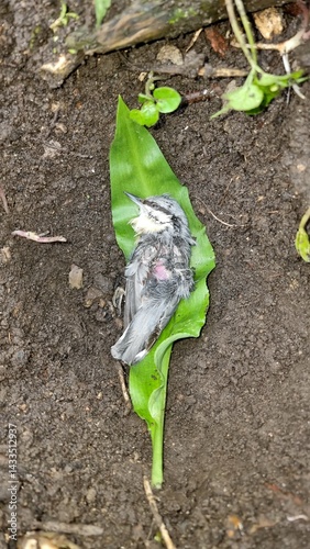 nuthatch bird,sacrifice killed from cat