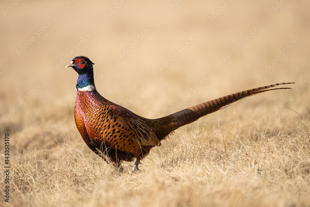 Fototapeta premium Common pheasant (Phasianus colchicus). Bright male pheasant pauses in dry meadow. Open dry grassland. Clean background and golden tones emphasize its vibrant form.