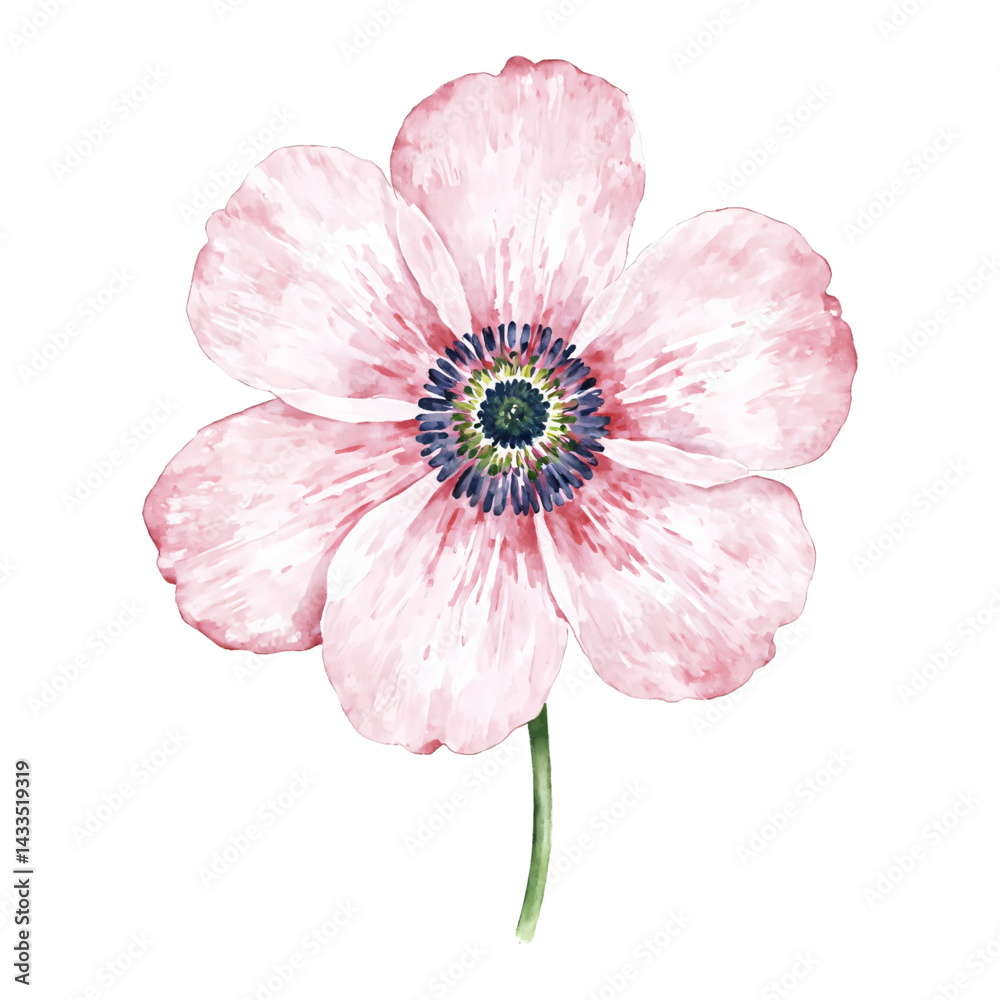 Elegant Pink Anemone Flower with Green Stem Isolated Hand Drawn Watercolor Painting Illustration Elegant Pink Anemone Flower with Green Stem Isolated Hand Drawn Watercolor Painting Illustration