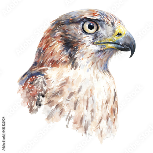 Majestic Falcon Head Portrait Bird Eye Isolated Hand Drawn Watercolor Painting Illustration