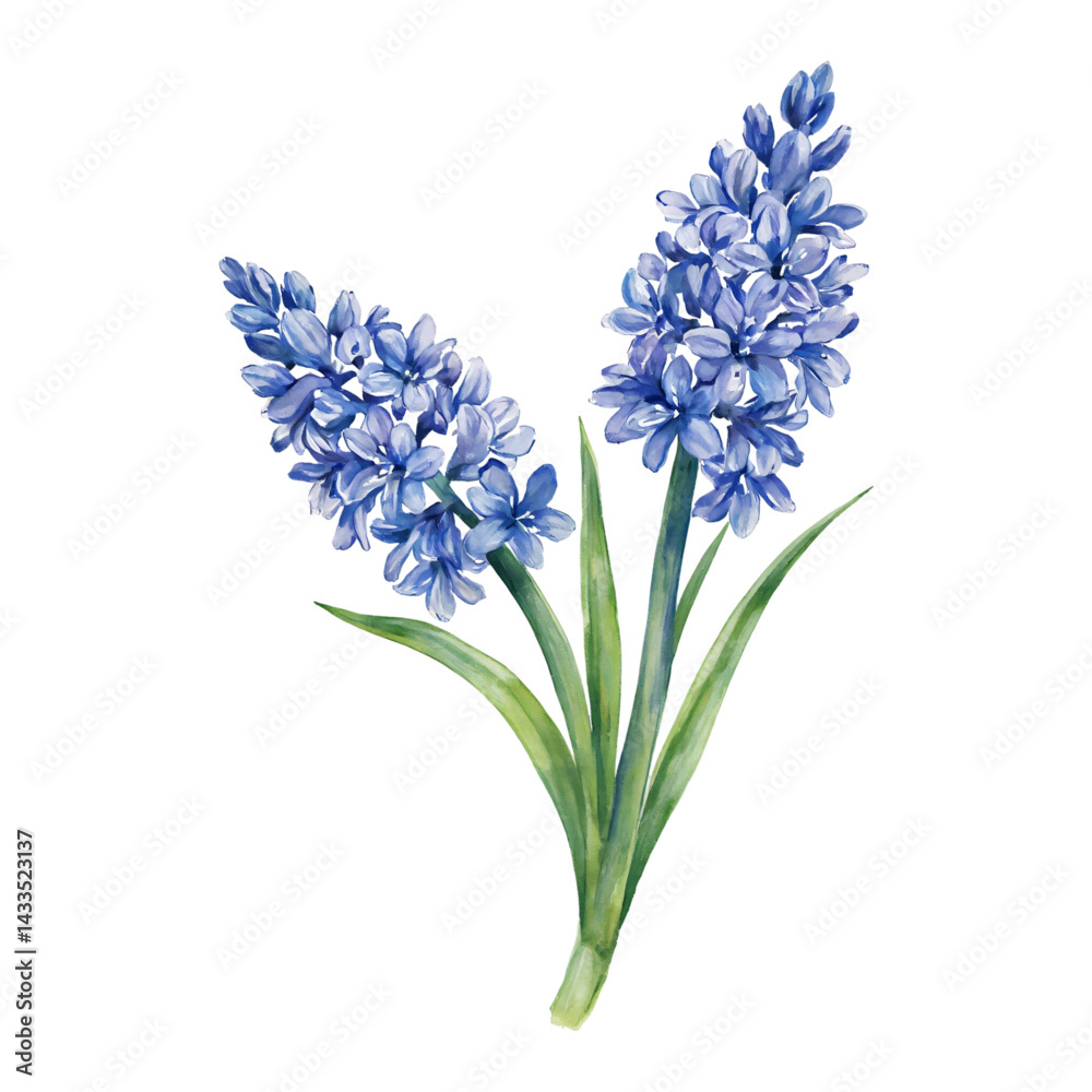 Obraz premium Beautiful Hyacinth Flowers with Green Leaves Isolated Hand Drawn Watercolor Painting Illustration