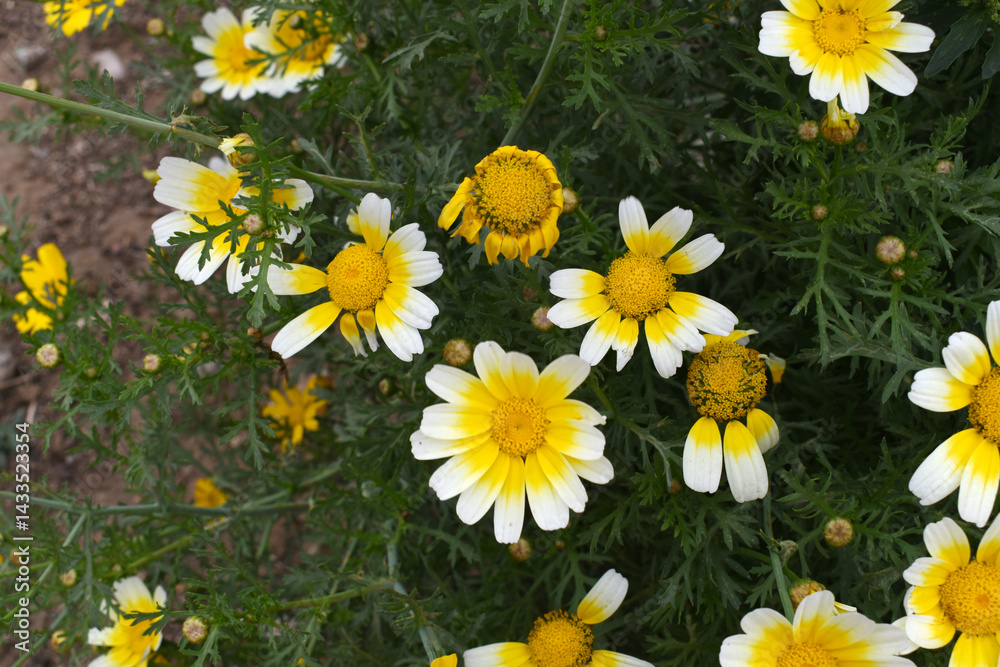 Fototapeta premium White Yellow Crown Daisy, Close-up of a white and yellow crown daisy flower, blooming in nature, Close-up shot of beautiful White yellow Crown Daisy flower (Chrysanthemum coronarium), Crown Daisy,