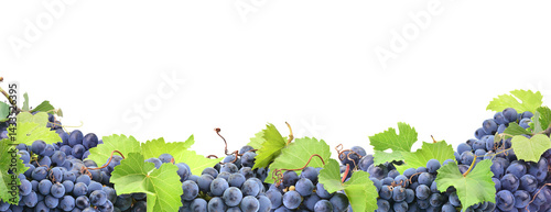 Obraz na płótnie Grape fruit isolated w salonie