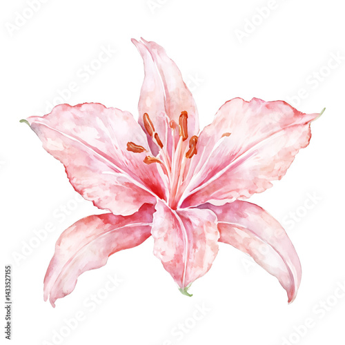 Beautiful Pink Orchid Lily Isolated Hand Drawn Watercolor Painting Illustration Floral Design
