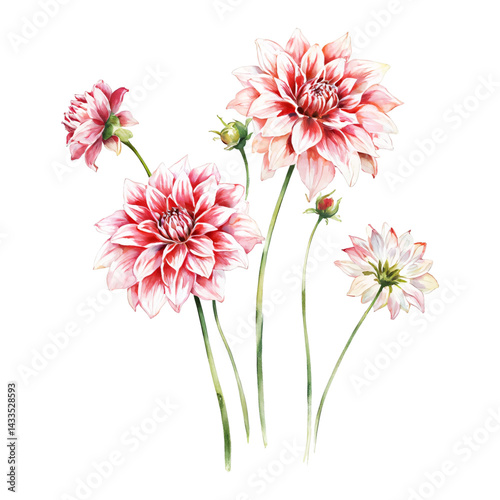 Beautiful Dahlia Flowers with Buds Isolated Hand Drawn Watercolor Painting Illustration