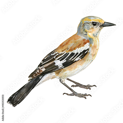 Full Body Mockingbird Isolated Animal Wild Bird Hand Drawn Watercolor Painting Illustration
