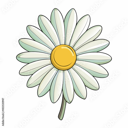 daisy flower isolated on white