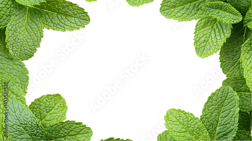 Obraz na płótnie Green Mint Leaves Bordering Isolated Transparent Background Photo w salonie
