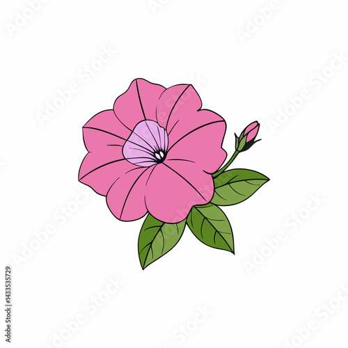 pink carnation flower