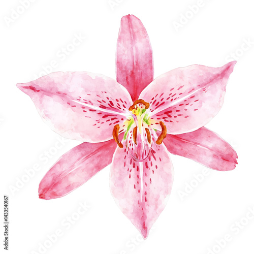Elegant Pink Orchid Lily Flower Isolated Hand Drawn Watercolor Painting Illustration Floral Design Element