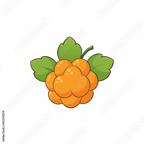 vector illustration of orange fruit