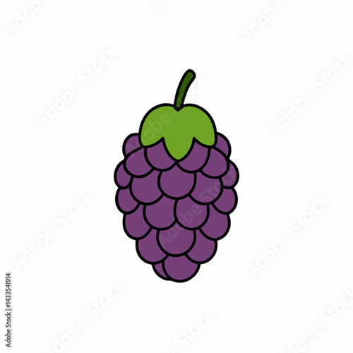 vector illustration of grapes