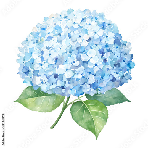 Watercolor Illustration of Hydrangea Flowers with Green Leaves Isolated Hand Drawn Watercolor Painting Illustration