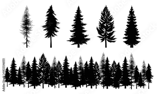 Silhouette of coniferous trees on white background. Vector illustration.