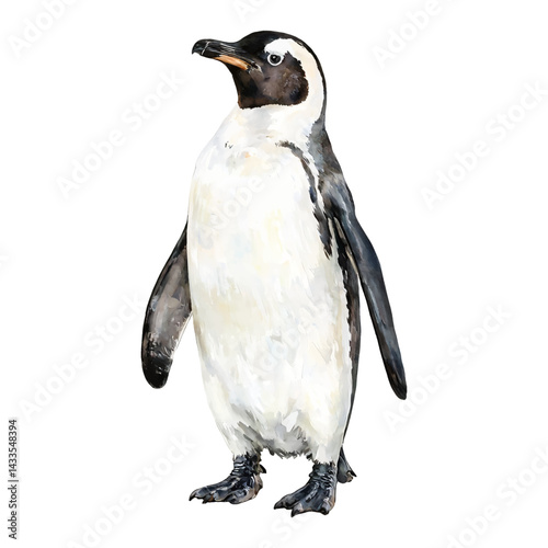 Gentoo Penguin Standing in Full Body Isolated Hand Drawn Watercolor Painting Illustration