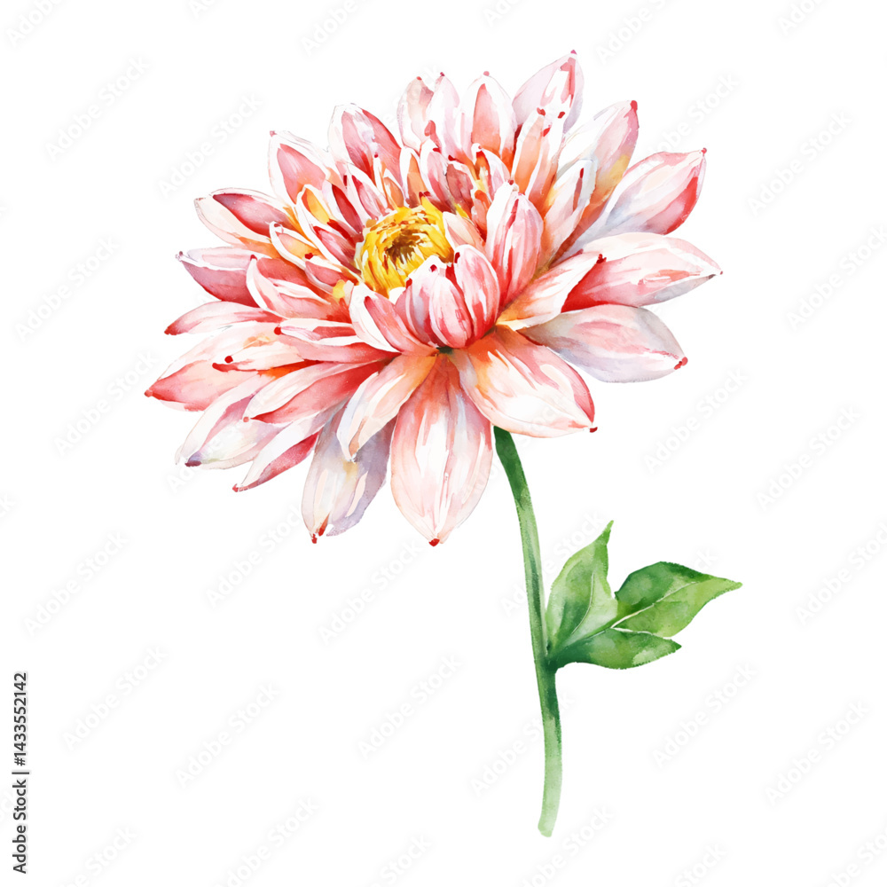 Obraz premium Elegant Pink Chrysanthemum Flower with Green Leaf Isolated Hand Drawn Watercolor Painting Illustration