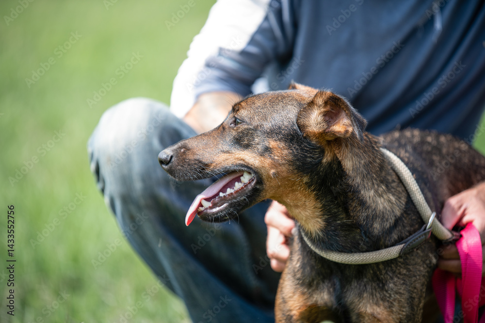 Rescued dog on the meadow during obedience and socialization training. Dog are also photographed in purpose of adoption