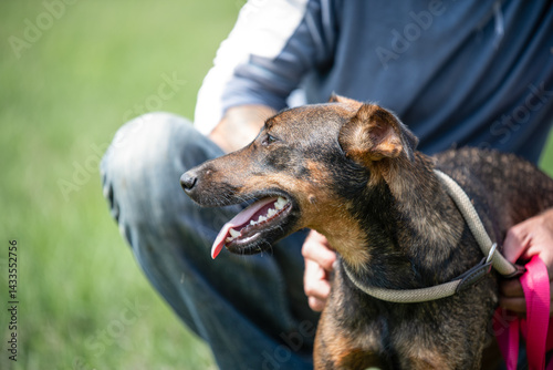 Obraz na płótnie Rescued dog on the meadow during obedience and socialization training. Dog are also photographed in purpose of adoption w salonie