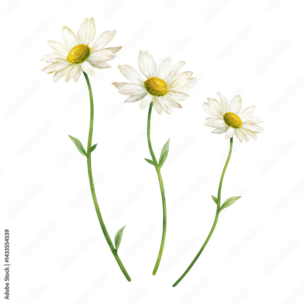 Fototapeta premium Three White Daisy Flowers with Green Stems Isolated Hand Drawn Watercolor Painting Illustration