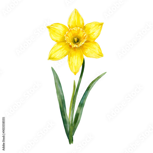 Beautiful Yellow Daffodil Flower with Green Leaves Isolated Hand Drawn Watercolor Painting Illustration