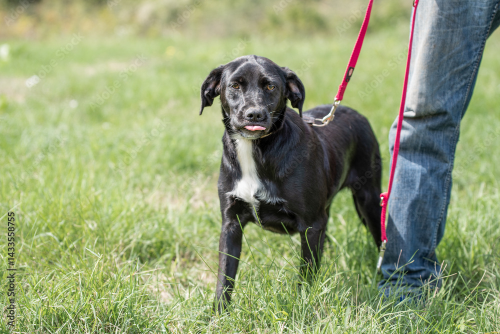 Rescued dog on the meadow during obedience and socialization training. Dog are also photographed in purpose of adoption