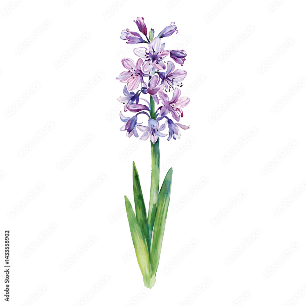 Obraz premium Beautiful Hyacinth Flower with Leaves Isolated Hand Drawn Watercolor Painting Illustration