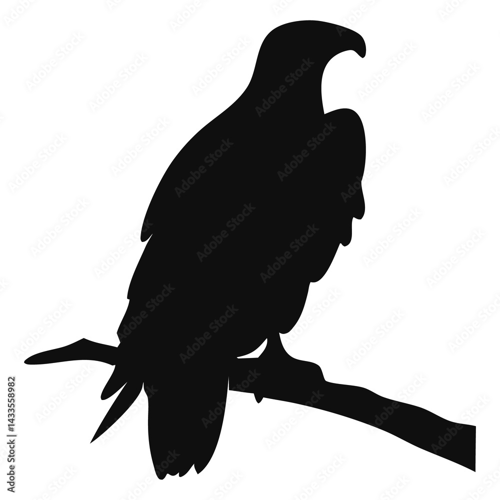 Fototapeta premium eagle bird silhouette image