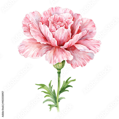 Elegant Pink Carnation Flower with Green Stem Isolated Hand Drawn Watercolor Painting Illustration
