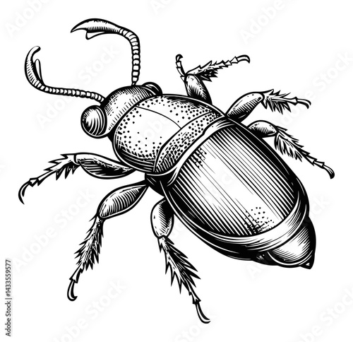 Detailed Engraving of an Insect with Intricate Illustrative Design