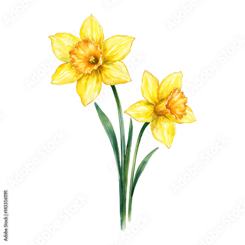 Two Yellow Daffodil Flowers Floral Spring Isolated Hand Drawn Watercolor Painting Illustration