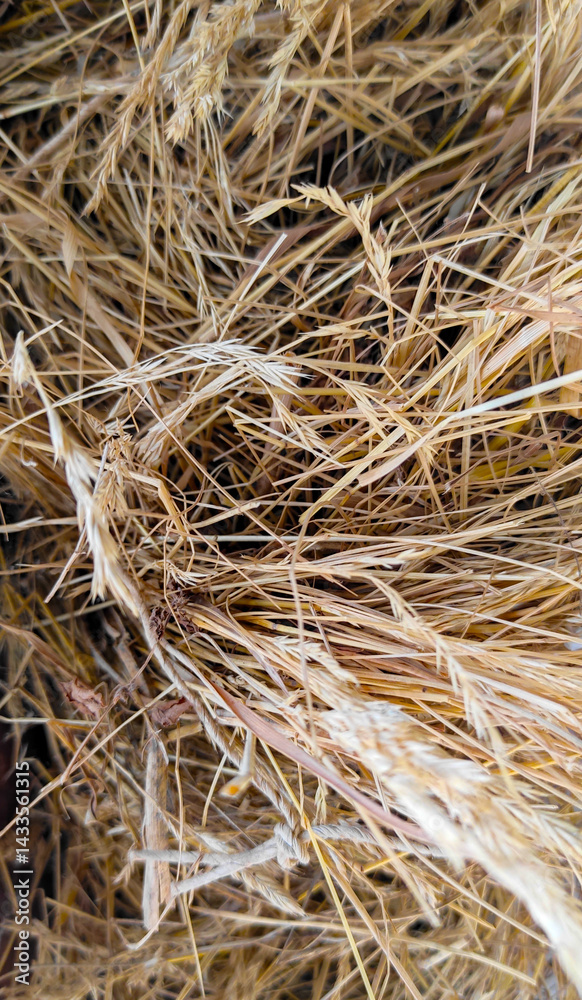 Close-up view of dry straw entangled in a natural chaotic texture, capturing the essence of rustic farmland and harvest remnants Close-up view of dry straw entangled in a natural chaotic texture, capturing the essence of rustic farmland and harvest remnants