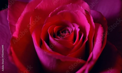 Close up of beautiful blooming roses on dark background