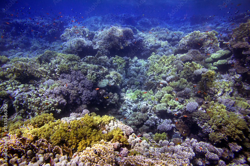 Fototapeta premium Coral Reef in the Red Sea with Lyretail Anthias, Red Sea. Egypt