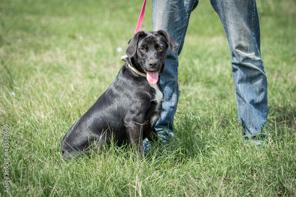 Rescued dog on the meadow during obedience and socialization training. Dog are also photographed in purpose of adoption
