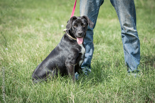 Obraz na płótnie Rescued dog on the meadow during obedience and socialization training. Dog are also photographed in purpose of adoption w salonie